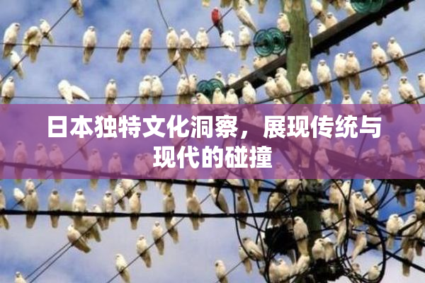日本独特文化洞察，展现传统与现代的碰撞
