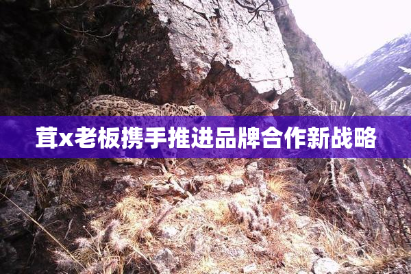 茸x老板携手推进品牌合作新战略