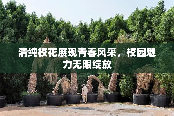 清纯校花展现青春风采，校园魅力无限绽放