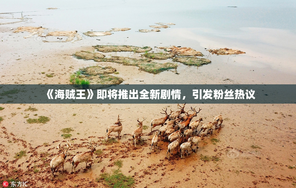 《海贼王》即将推出全新剧情，引发粉丝热议