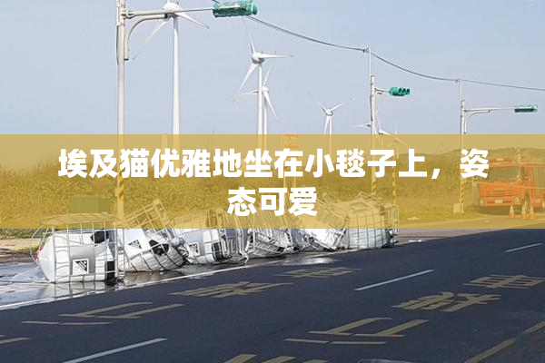 埃及猫优雅地坐在小毯子上，姿态可爱