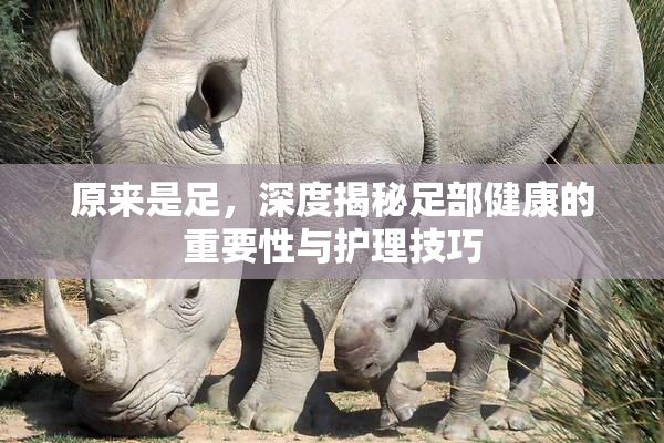 原来是足，深度揭秘足部健康的重要性与护理技巧