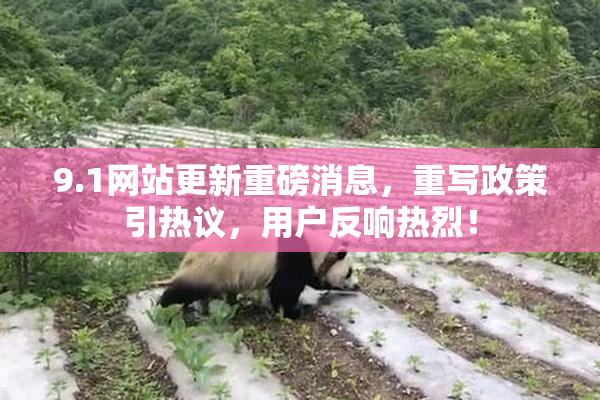 9.1网站更新重磅消息，重写政策引热议，用户反响热烈！