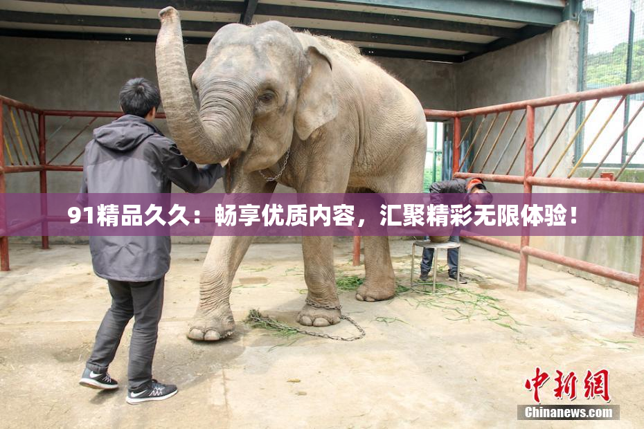 91精品久久：畅享优质内容，汇聚精彩无限体验！