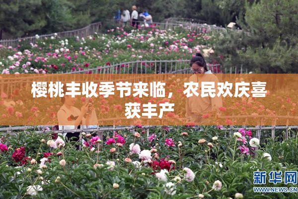 樱桃丰收季节来临，农民欢庆喜获丰产