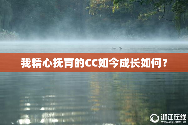 我精心抚育的CC如今成长如何？