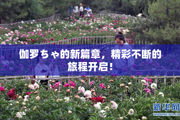 伽罗ちゃ的新篇章，精彩不断的旅程开启！