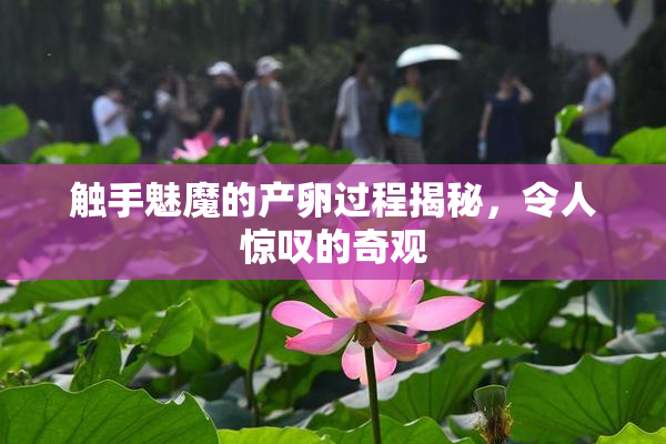 触手魅魔的产卵过程揭秘，令人惊叹的奇观