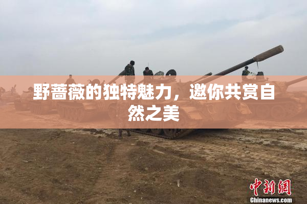野蔷薇的独特魅力，邀你共赏自然之美