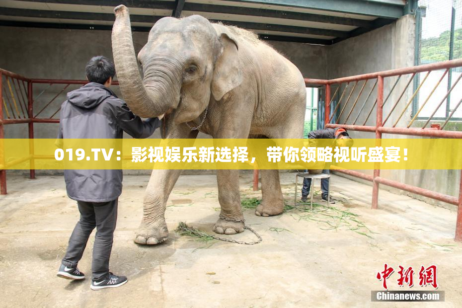 019.TV：影视娱乐新选择，带你领略视听盛宴！