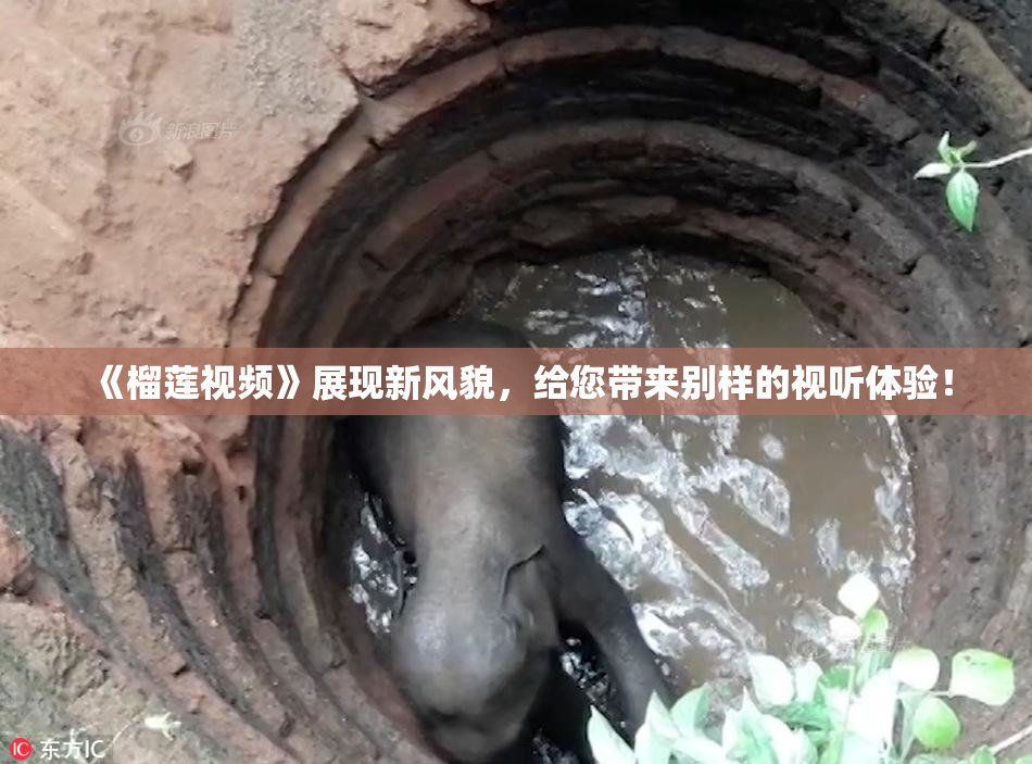 《榴莲视频》展现新风貌，给您带来别样的视听体验！