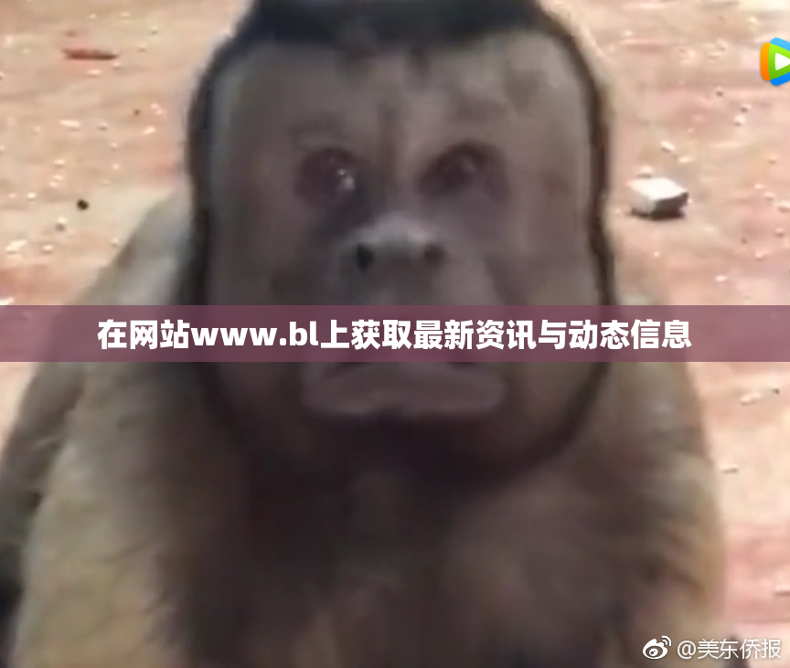 在网站www.bl上获取最新资讯与动态信息