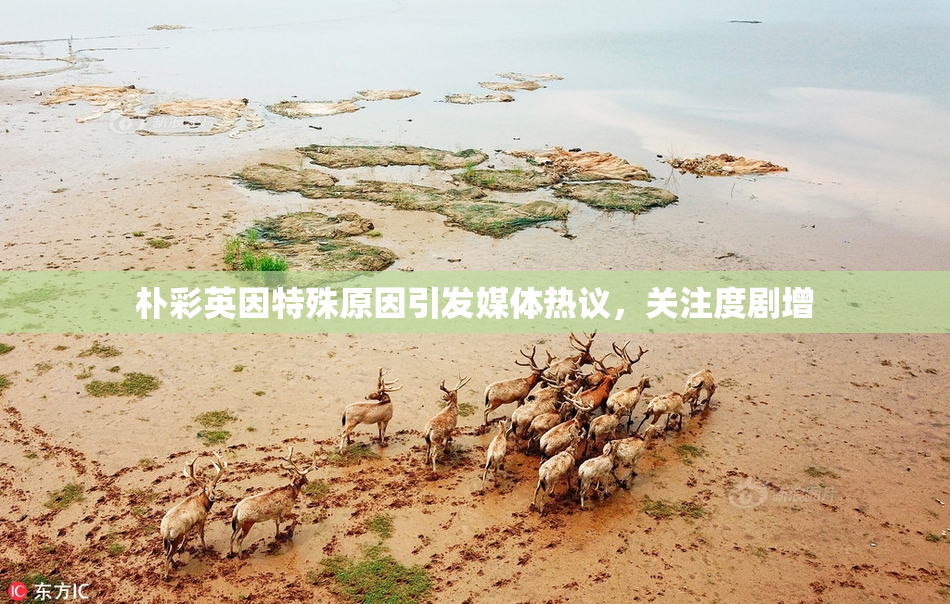 朴彩英因特殊原因引发媒体热议，关注度剧增