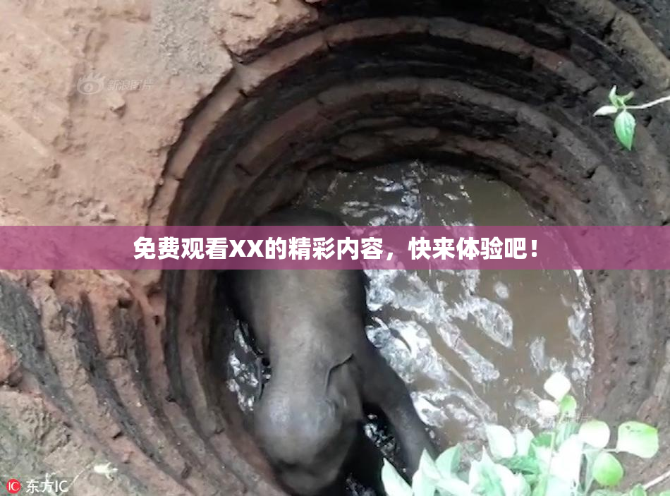 免费观看XX的精彩内容，快来体验吧！