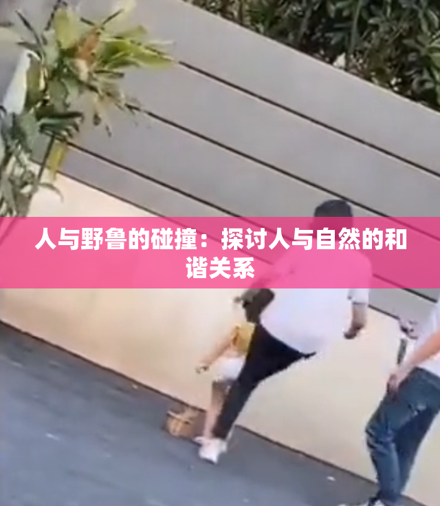 人与野鲁的碰撞：探讨人与自然的和谐关系
