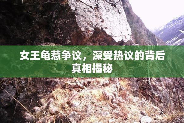 女王龟惹争议，深受热议的背后真相揭秘