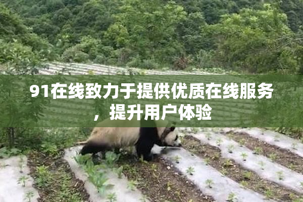91在线致力于提供优质在线服务，提升用户体验