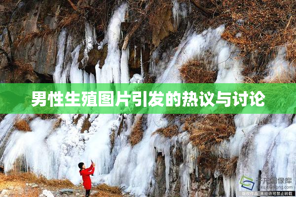 男性生殖图片引发的热议与讨论
