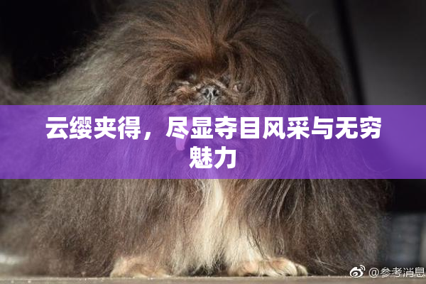 云缨夹得，尽显夺目风采与无穷魅力