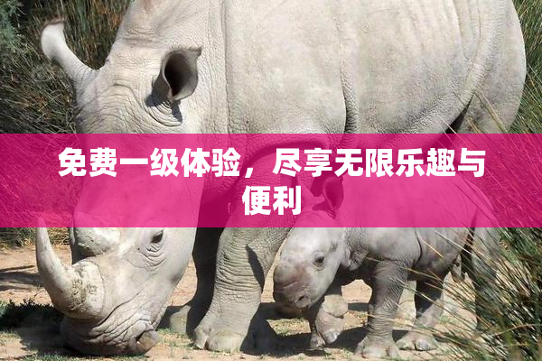 免费一级体验，尽享无限乐趣与便利