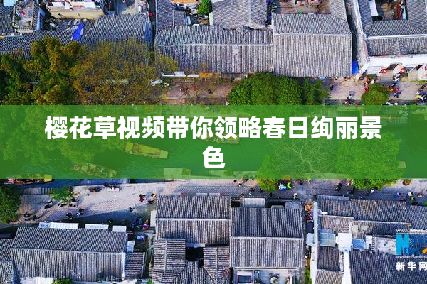 樱花草视频带你领略春日绚丽景色