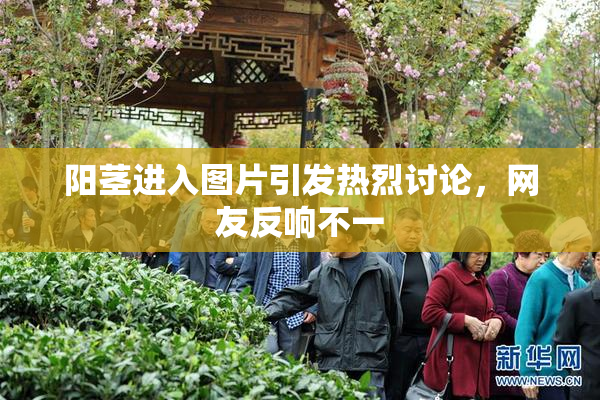 阳茎进入图片引发热烈讨论，网友反响不一