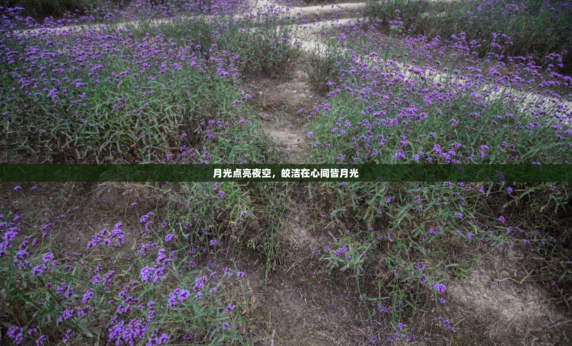 月光点亮夜空，皎洁在心间皆月光