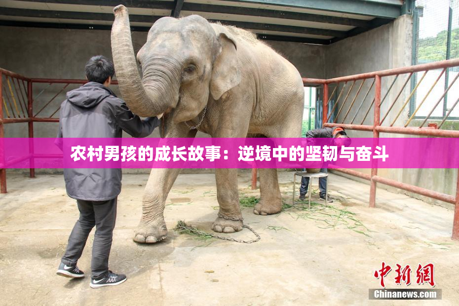 农村男孩的成长故事：逆境中的坚韧与奋斗