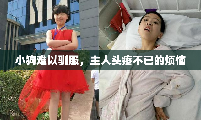 小狗难以驯服，主人头疼不已的烦恼