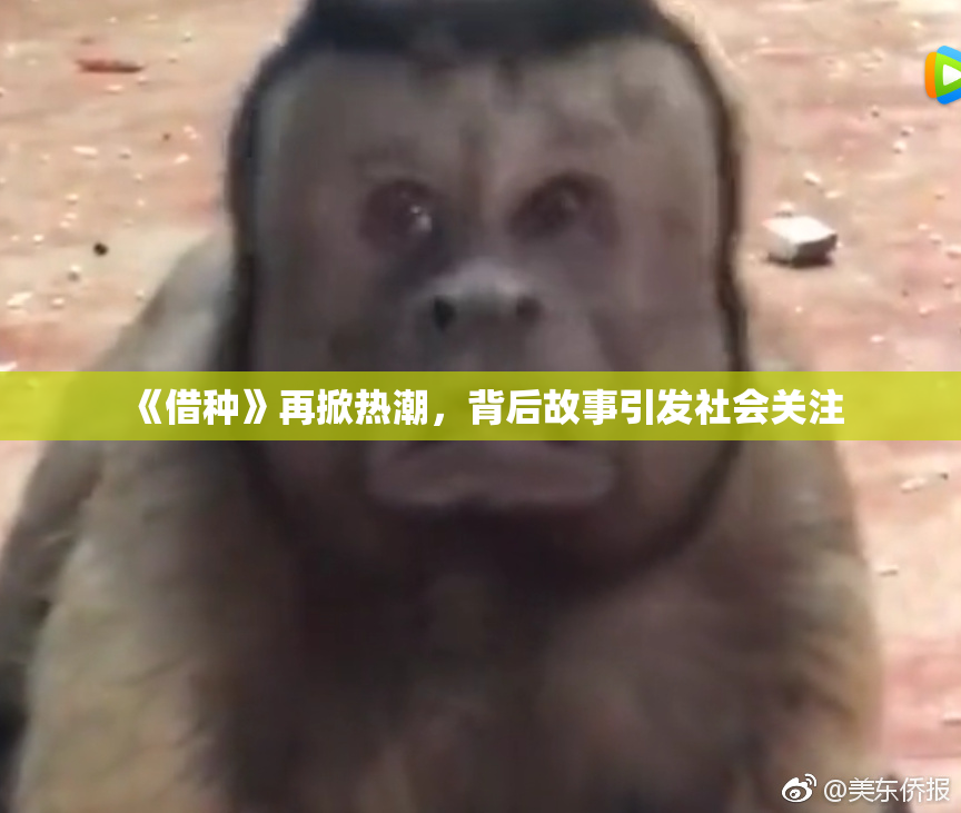 《借种》再掀热潮，背后故事引发社会关注