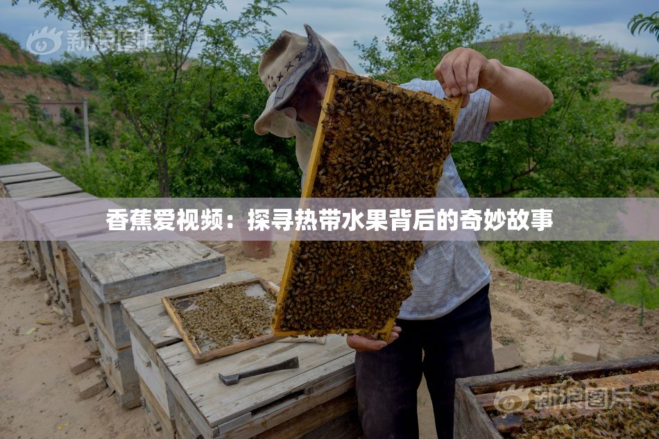 香蕉爱视频：探寻热带水果背后的奇妙故事