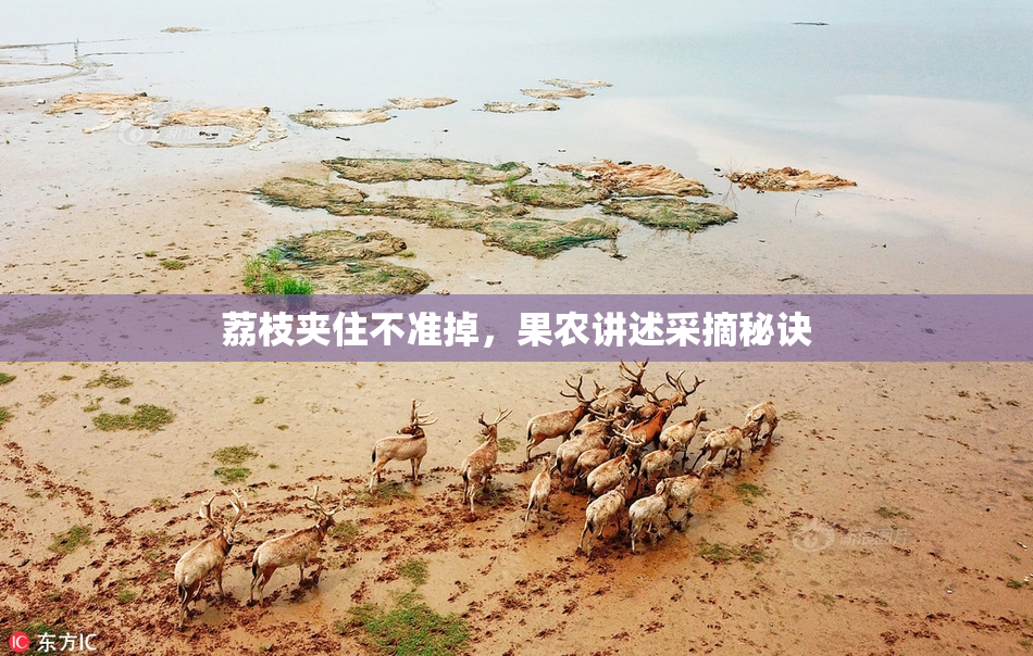 荔枝夹住不准掉，果农讲述采摘秘诀