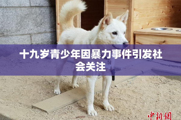 十九岁青少年因暴力事件引发社会关注