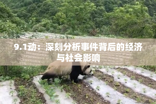 9.1动：深刻分析事件背后的经济与社会影响