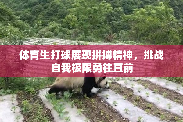 体育生打球展现拼搏精神，挑战自我极限勇往直前