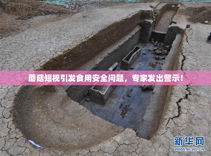 蘑菇短视引发食用安全问题，专家发出警示！