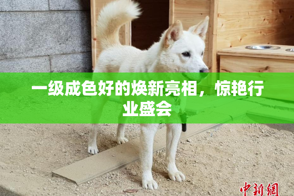 一级成色好的焕新亮相，惊艳行业盛会