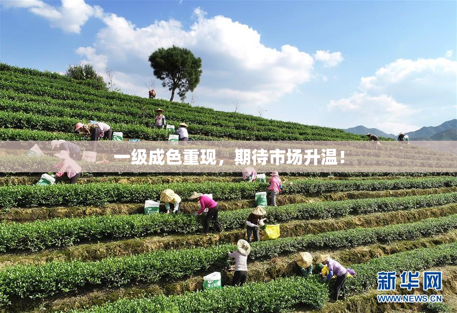 一级成色重现，期待市场升温！
