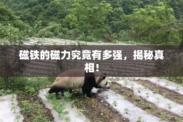 磁铁的磁力究竟有多强，揭秘真相！