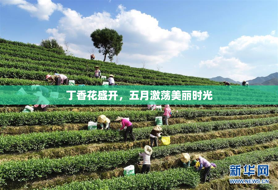 丁香花盛开，五月激荡美丽时光