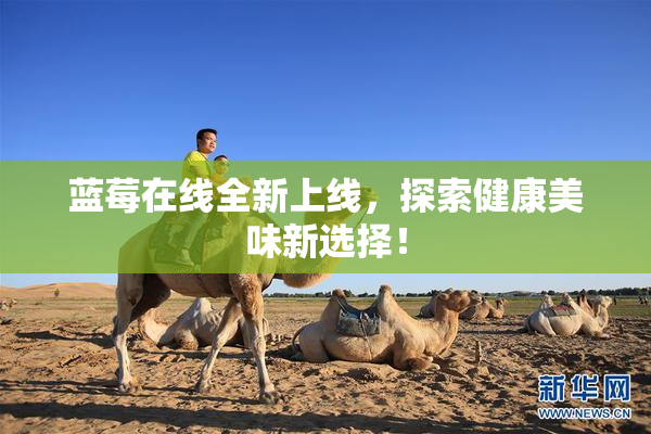 蓝莓在线全新上线，探索健康美味新选择！