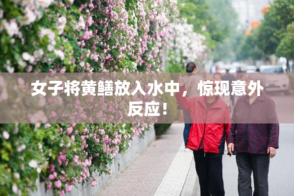 女子将黄鳝放入水中，惊现意外反应！