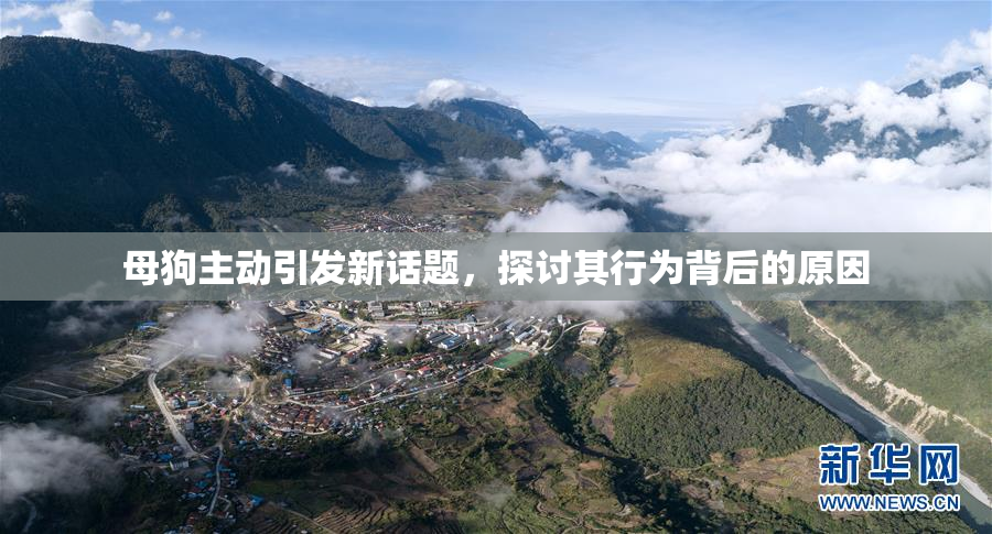 母狗主动引发新话题，探讨其行为背后的原因