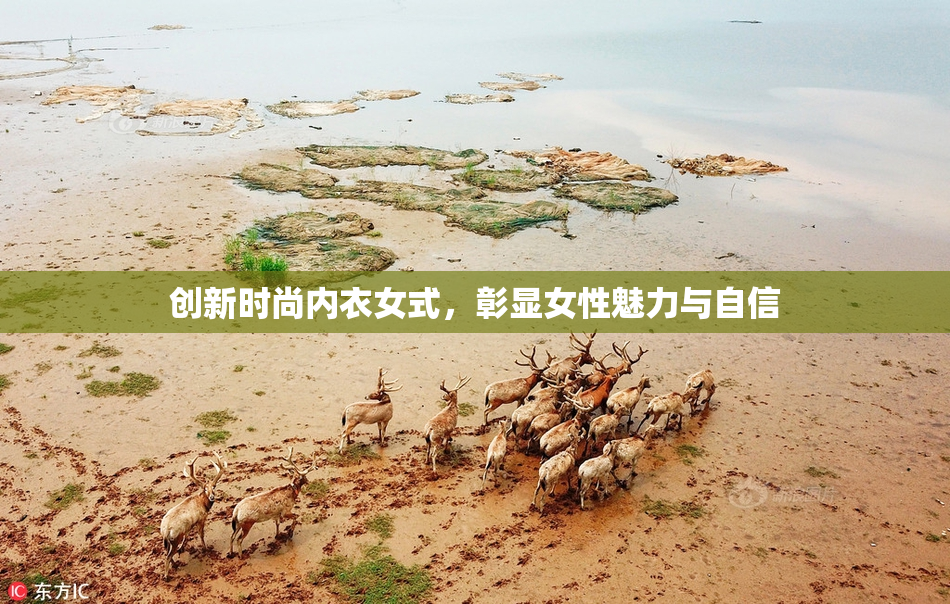 创新时尚内衣女式，彰显女性魅力与自信