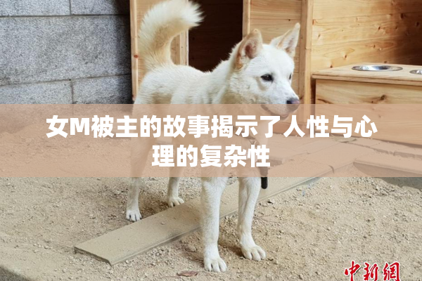 女M被主的故事揭示了人性与心理的复杂性