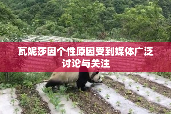 瓦妮莎因个性原因受到媒体广泛讨论与关注