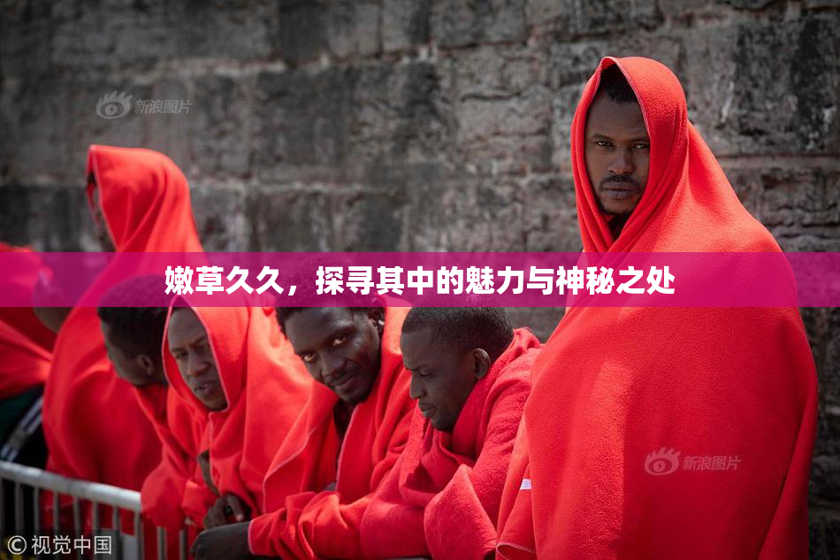 嫩草久久，探寻其中的魅力与神秘之处