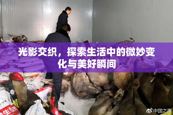 光影交织，探索生活中的微妙变化与美好瞬间