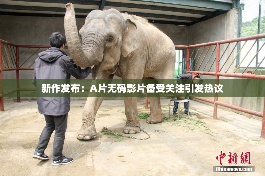 新作发布：A片无码影片备受关注引发热议