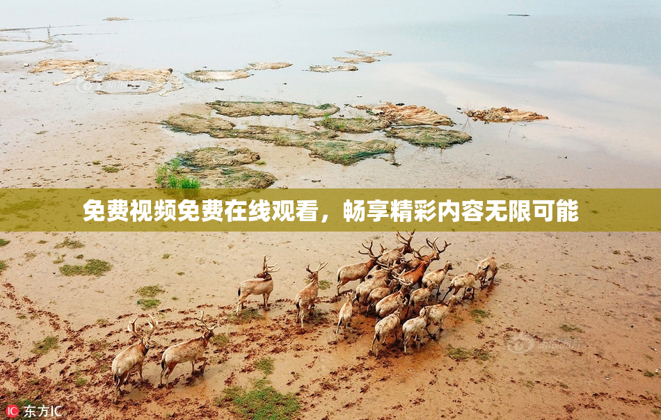 免费视频免费在线观看，畅享精彩内容无限可能